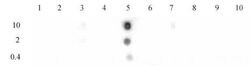 Histone H3K9ac Polyclonal Antibody, Active Motif 50 &mu;g:Antibodies, Polyclonal