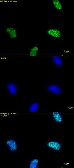 Histone H3K9ac Polyclonal Antibody, Active Motif 50 &mu;g:Antibodies, Polyclonal