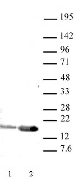 Histone H3K9ac Polyclonal Antibody, Active Motif 50 &mu;g:Antibodies, Polyclonal