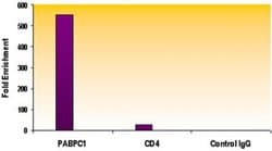 Active Motif Histone H3K79me2 Polyclonal Antibody 10 &mu;g; Unconjugated:Antibodies,