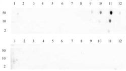 Active Motif Histone H3K79me2 Polyclonal Antibody 10 &mu;g; Unconjugated:Antibodies,