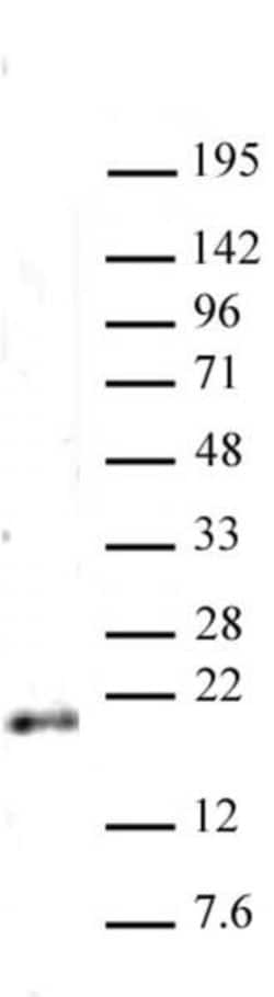 Active Motif Histone H3K79me2 Polyclonal Antibody 10 &mu;g; Unconjugated:Antibodies,