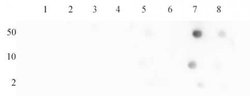 Histone H4K16ac Polyclonal Antibody, Active Motif 100 &mu;g; Unconjugated:Antibodies,