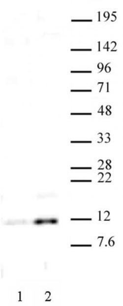 Histone H4K16ac Polyclonal Antibody, Active Motif 100 &mu;g; Unconjugated:Antibodies,