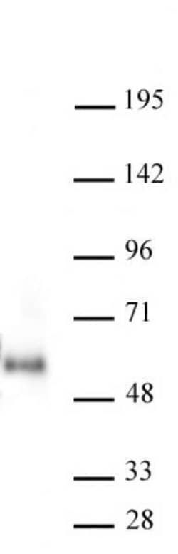 Maz Monoclonal Antibody (133), Active Motif:Antibodies:Primary Antibodies