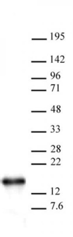 Histone H2B Polyclonal Antibody, Active Motif 10 &mu;g; Unconjugated:Antibodies,