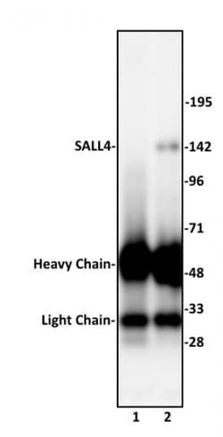 SALL4 Polyclonal Antibody, Active Motif:Antibodies:Primary Antibodies