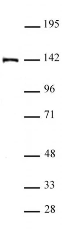 SALL4 Polyclonal Antibody, Active Motif:Antibodies:Primary Antibodies