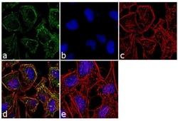 Invitrogen MYBBP1A Polyclonal Antibody 100 &mu;g; Unconjugated:Antibodies,