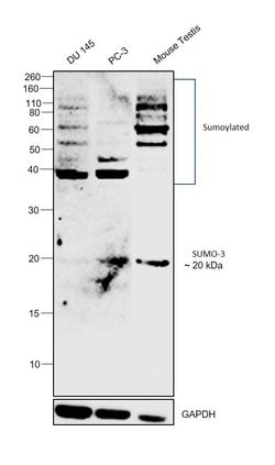 Invitrogen SUMO-3 Polyclonal Antibody 100 &mu;g; Unconjugated:Antibodies,
