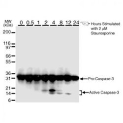 Caspase-3 Mouse anti-Human, Mouse, Rat, Clone: 31A1067, Active Motif 100