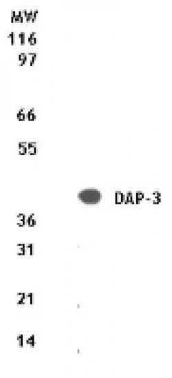 DAP-3 Mouse anti-Human, Mouse, Clone: 42C617, Active Motif 100 &mu;g; Unconjugated:Antibodies,