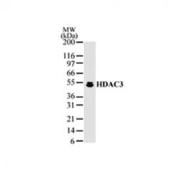 HDAC3 Rabbit anti-Human, Unconjugated, Polyclonal, Active Motif 100 &mu;g;