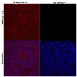 Invitrogen CD45R (B220) Monoclonal Antibody (RA3-6B2), eFluor 570, eBioscience