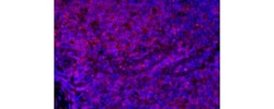 Invitrogen CD4 Monoclonal Antibody (N1UG0), eFluor 570, eBioscience:Antibodies:Primary