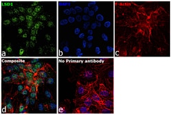 Invitrogen LSD1 Monoclonal Antibody (1B2E5) 100 &mu;g; Unconjugated:Antibodies,