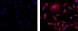 Invitrogen F(ab')2-Goat anti-Mouse IgG (H+L) Secondary Antibody, eFluor