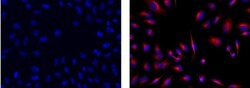 Invitrogen™ Rat anti-Mouse IgG1 Secondary Antibody, eFluor™ 570, eBioscience™