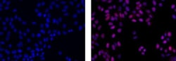 Invitrogen™ Rat anti-Mouse IgG2a Secondary Antibody, eFluor™ 570, eBioscience™