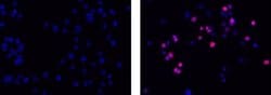 Rat IgG2a kappa Isotype Control (eBR2a), eFluor 570, eBioscience , Invitrogen:Antibodies:Isotype