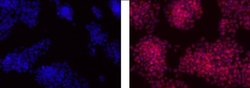 Rat IgG2a kappa Isotype Control (eBR2a), eFluor 570, eBioscience , Invitrogen:Antibodies:Isotype