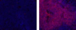 Rat IgG2a kappa Isotype Control (eBR2a), eFluor 570, eBioscience , Invitrogen:Antibodies:Isotype