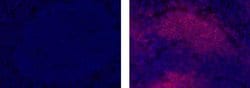 Rat IgG2a kappa Isotype Control (eBR2a), eFluor 570, eBioscience , Invitrogen:Antibodies:Isotype