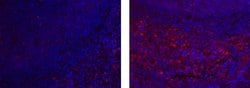 Rat IgG2a kappa Isotype Control (eBR2a), eFluor 570, eBioscience , Invitrogen:Antibodies:Isotype