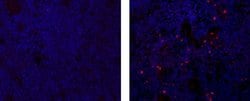 Rat IgG2a kappa Isotype Control (eBR2a), eFluor 570, eBioscience , Invitrogen:Antibodies:Isotype