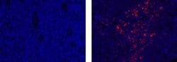 Rat IgG2a kappa Isotype Control (eBR2a), eFluor™ 570, eBioscience™, Invitrogen™