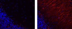 Mouse IgG1 kappa Isotype Control (P3.6.2.8.1), eFluor™ 570, eBioscience™, Invitrogen™