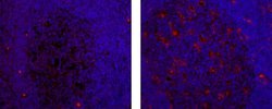 Mouse IgG2b kappa Isotype Control (eBMG2b), eFluor 570, eBioscience , Invitrogen