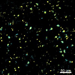 Invitrogen FOXP3 Monoclonal Antibody (236A/E7), eFluor 570, eBioscience