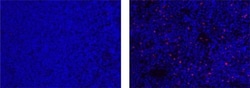 Invitrogen FOXP3 Monoclonal Antibody (236A/E7), eFluor 570, eBioscience