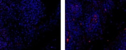 Invitrogen™ Mouse anti-Rat IgG2b Secondary Antibody, eFluor™ 570, eBioscience™