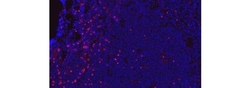 Invitrogen FOXP3 Monoclonal Antibody (FJK-16s), eFluor 570, eBioscience
