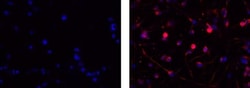 Invitrogen IgM Monoclonal Antibody (II/41), eFluor 570, eBioscience , Invitrogen