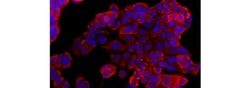 Invitrogen Pan Cytokeratin Monoclonal Antibody (AE1/AE3), eFluor 570, eBioscience
