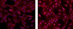 ERK1/2 Monoclonal Antibody (5AD13MA), eFluor 570, eBioscience , Invitrogen