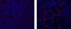Invitrogen AIRE Monoclonal Antibody (TM-724), eFluor 570, eBioscience 100