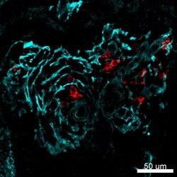 Invitrogen Alpha-Smooth Muscle Actin Monoclonal Antibody (1A4), eFluor