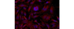 Invitrogen Vinculin Monoclonal Antibody (7F9), eFluor 570, eBioscience
