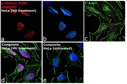 Invitrogen Phospho-Histone H2A.X (Ser139) Monoclonal Antibody (CR55T33),