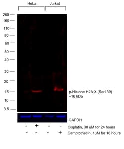 Invitrogen Phospho-Histone H2A.X (Ser139) Monoclonal Antibody (CR55T33),