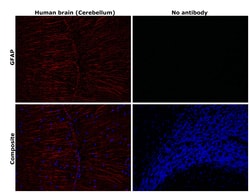 Invitrogen GFAP Monoclonal Antibody (GA5), eFluor 570, eBioscience 100 &mu;g | Buy Online | Invitrogen&trade; | Fisher Scientific