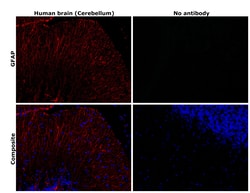Invitrogen GFAP Monoclonal Antibody (GA5), eFluor 570, eBioscience 100 &mu;g | Buy Online | Invitrogen&trade; | Fisher Scientific