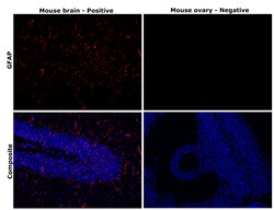 Invitrogen GFAP Monoclonal Antibody (GA5), eFluor 570, eBioscience 100 &mu;g | Buy Online | Invitrogen&trade; | Fisher Scientific