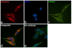 Invitrogen Vimentin Monoclonal Antibody (V9), eFluor 570, eBioscience 25