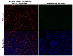 Invitrogen Vimentin Monoclonal Antibody (V9), eFluor 570, eBioscience 25