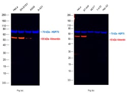 Invitrogen Vimentin Monoclonal Antibody (V9), eFluor 570, eBioscience 25